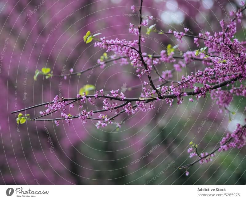 Zweig mit blühenden Blumen in der Natur chinese lila Baum Frühling Ast Blüte Blütezeit Garten Pflanze Flora filigran frisch Botanik hell zerbrechlich Park