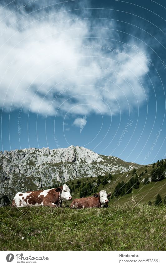 Qüe und Berge – typisch Bayern Ferien & Urlaub & Reisen Himmel Wolken Sommer Baum Wiese Wald Hügel Felsen Alpen Berge u. Gebirge Gipfel Tier Nutztier Kuh 2