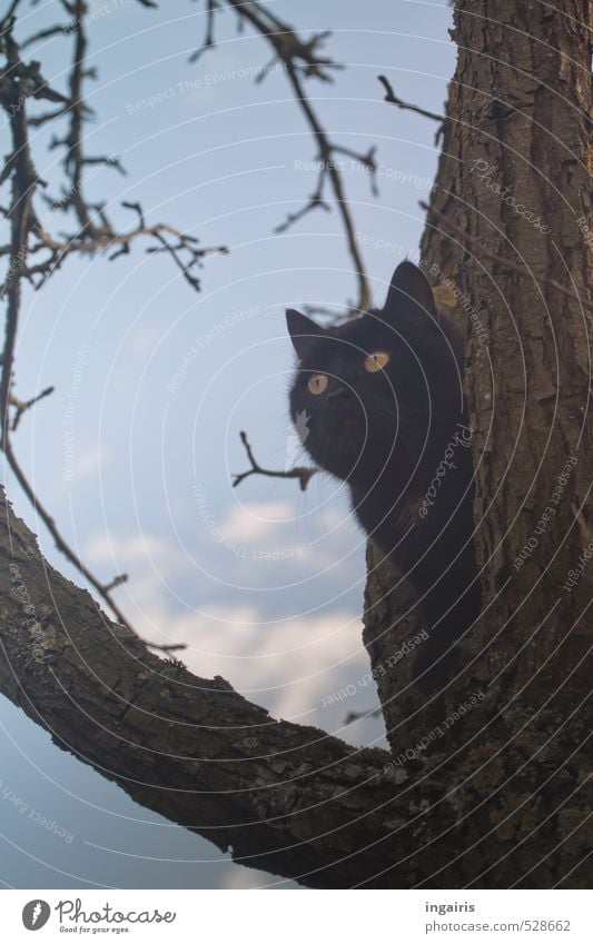 Beobachtungsposten Natur Himmel Wolken Herbst Winter Pflanze Baum Zweige u. Äste Baumkrone Baumrinde Tier Haustier Katze 1 beobachten hocken hören Blick sitzen