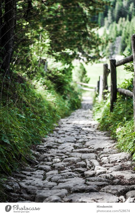 Runter Ferien & Urlaub & Reisen Gras Wiese Wald Hügel Alpen Wege & Pfade Stein fest Ferne Sauberkeit trocken braun grau grün Optimismus achtsam Neugier