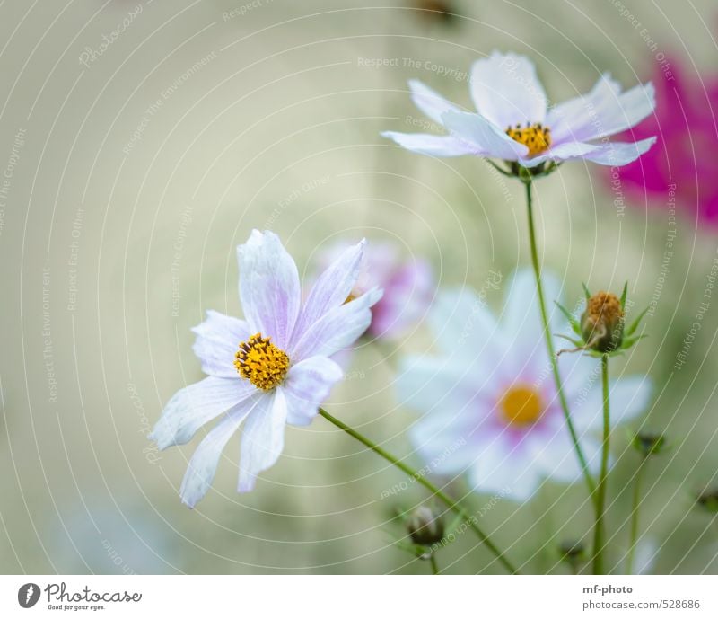 Cosmos Natur Pflanze Sommer Herbst Blume Blüte Schmuckkörbchen grün rosa weiß Farbfoto Menschenleer Morgen