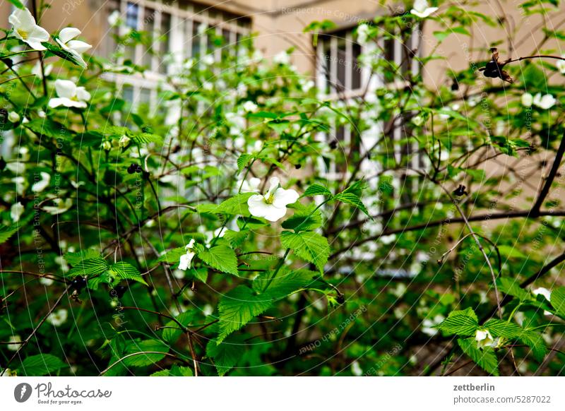 Pfeifenstrauch im Hinterhof altbau außen brandmauer fassade fenster haus himmel himmelblau hinterhaus hinterhof innenhof innenstadt kiez mehrfamilienhaus