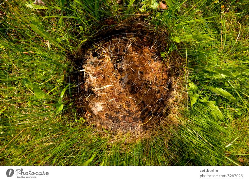 Abdruck abend ast baum blühen blüte dunkel dämmerung erholung erwachen ferien frühjahr frühling frühlingserwachen garten hecke himmel kleingarten