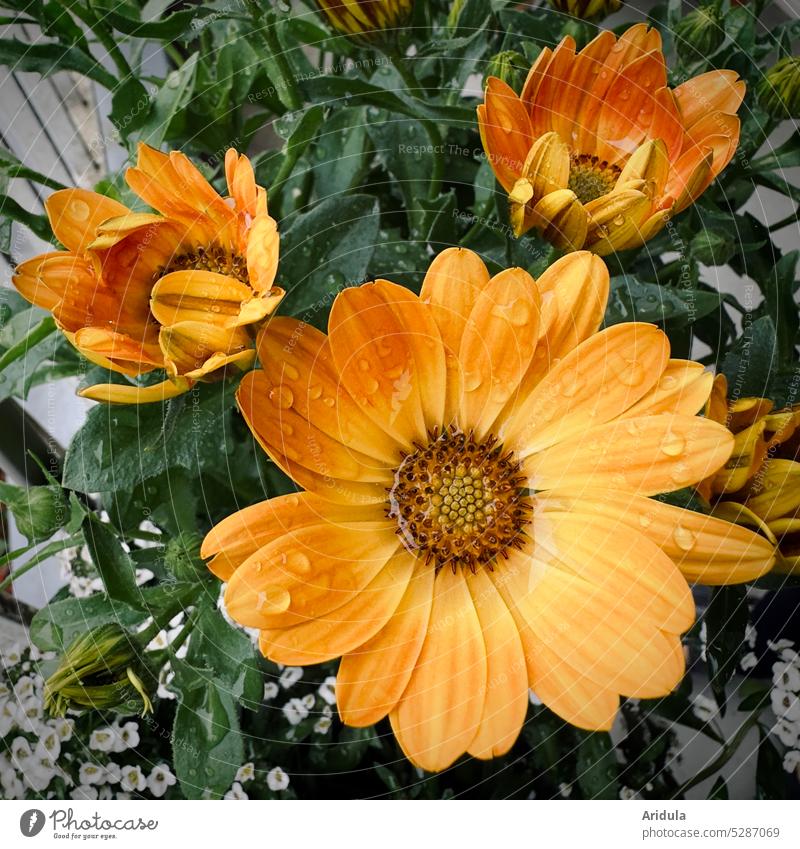 Blüten in orange nach dem Regen Blumen Tropfen Wasser Nahaufnahme nass glänzend Wassertropfen Regentropfen grün Balkonpflanze Garten Wetter Detailaufnahme