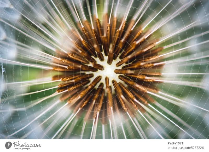 Makroaufnahme eines Löwenzahn mit schwacher Tiefenschärfe Pusteblume Pflanze Zentralperspektive Samen Schwache Tiefenschärfe Nahaufnahme Natur Detailaufnahme