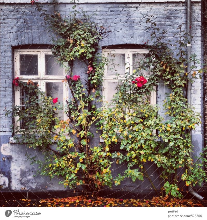 Häusliche Ansichten III Architektur Herbst Sträucher Rose Stadt Altstadt Haus Fassade Fenster Tür Dachrinne Holz Backstein alt stachelig blau gelb grün orange