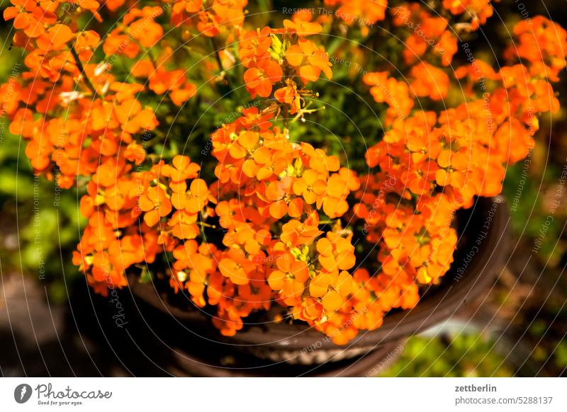 Blume mit Blüten blühen blüte erholung erwachen ferien frühjahr frühling frühlingserwachen garten kleingarten kleingartenkolonie knospe menschenleer