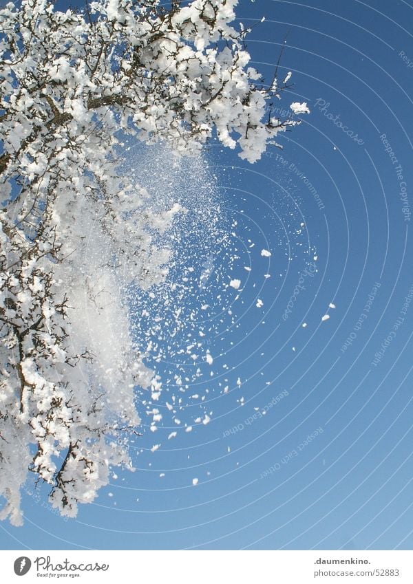 Bewegung im Moment Baum kalt Winter Mensch weiß dunkel schwarz braun Jahreszeiten Schneeflocke tauen Explosion Ast Himmel Sonne Fantasygeschichte hell blau