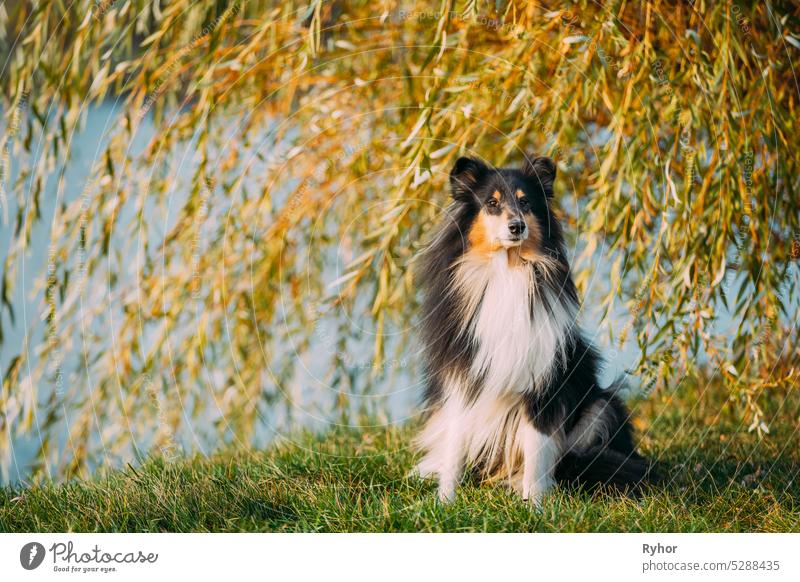 Tricolor Rough Collie, Funny Scottish Collie, Langhaar Collie, English Collie, Lassie Dog Sitting Outdoors In Summer Day. Porträt colley Englischer Collie