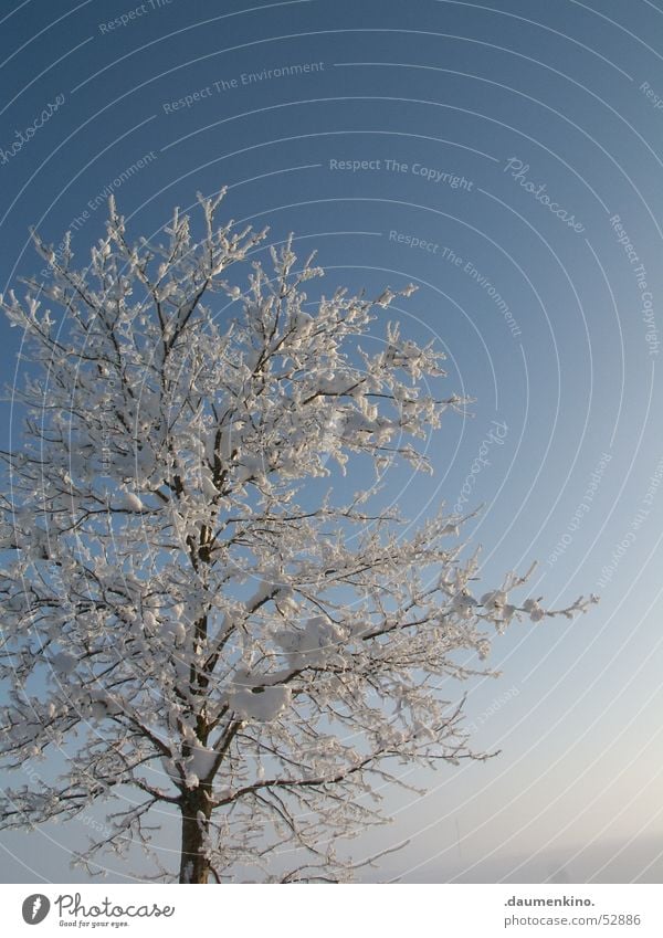 Stille im Moment Baum Wald kalt Winter Mensch weiß dunkel schwarz braun Jahreszeiten ruhig Ast Himmel Schnee Sonne Fantasygeschichte hell blau Grad Celsius