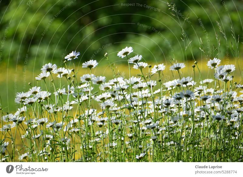 Blühende Gänseblümchen im Garten, Sainte-Apolline, Québec, Kanada Quebec Natur Blume Sommer Pflanze grün wild Frühling Foto Farbe im Freien Feld Land