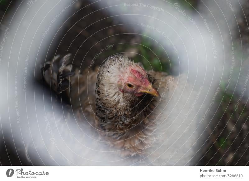 Huhn im Gehege Vogel Hühnerstall Tierhaltung Tierwohl Nutztier Haustier Haushuhn Tierporträt Freilandhaltung Geflügel Bauernhof Natur artgerecht