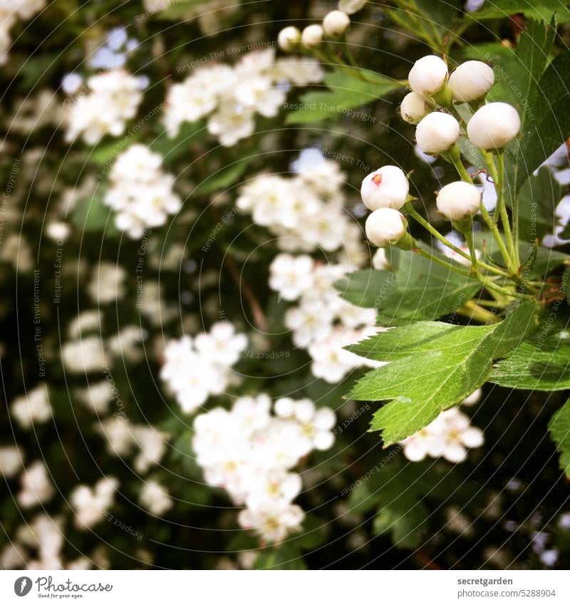 Unschuld vom Lande Frühling weiß Blume Blüte Natur Umwelt Fauna Pflanze grün Nahaufnahme schön Farbfoto Garten natürlich Außenaufnahme Blühend Blatt unscharf