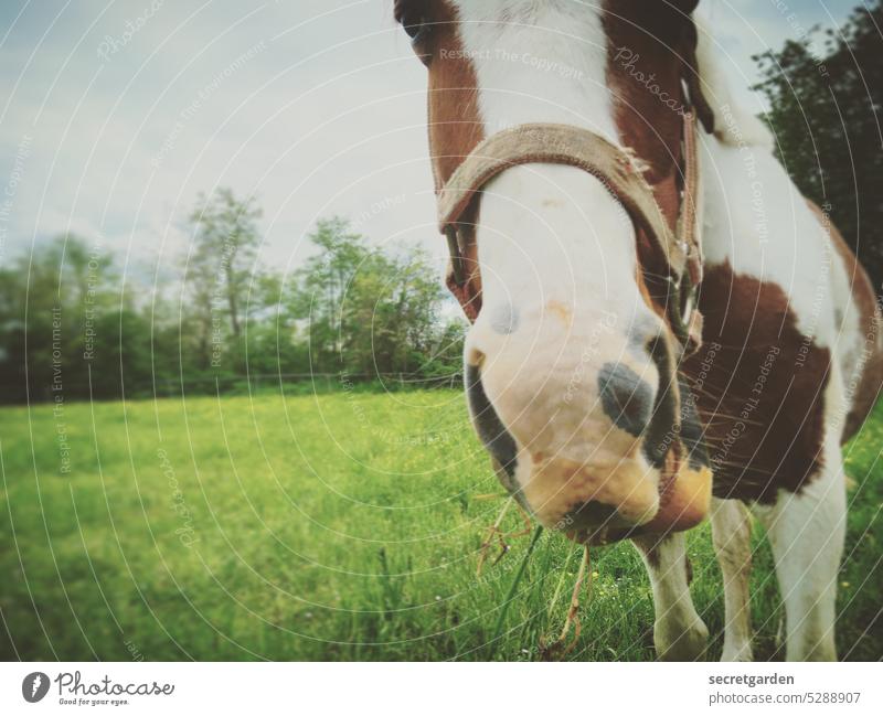 frei nach Schnauze Pferd Wiese Idylle kauen stinken Duft Pferderomantik Maul Gras grün braun Tier Humor lustig freundlich riechen Natur Außenaufnahme Farbfoto