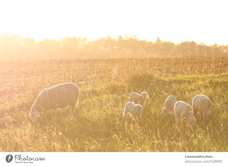 Kindersegen Natur Landschaft Feld Weide Nutztier Schafherde Lamm Tiergruppe Herde Tierjunges Tierfamilie Fressen leuchten Fröhlichkeit hell niedlich schön gelb