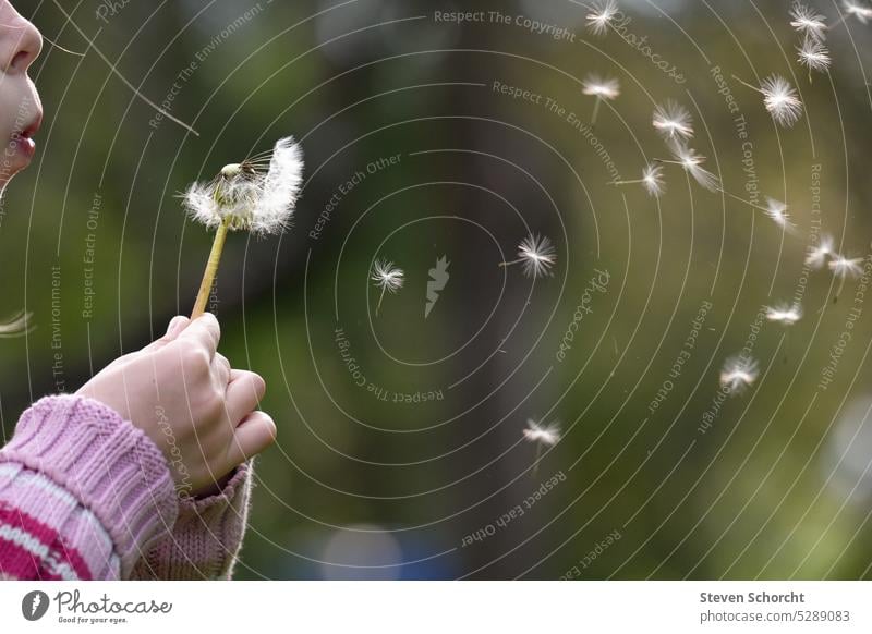 Kind steht auf einer Wiese und pustet eine Pusteblume Natur Feld Frühling Kindheit Außenaufnahme Farbfoto 3-8 Jahre Mädchen Mensch Tag Fröhlichkeit Glück Blume