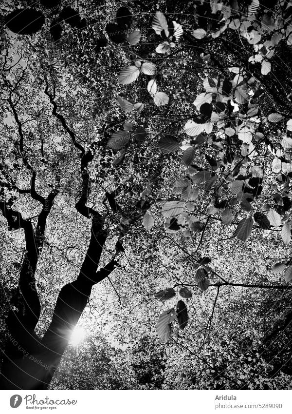 Buchenblätter im Sonnenlicht s/w No. 3 Wald Baum Natur Blätter Blatt Frühling Bäume Buchenwald Baumstamm Äste Sonnenstrahlen Licht Gegenlicht Zweige