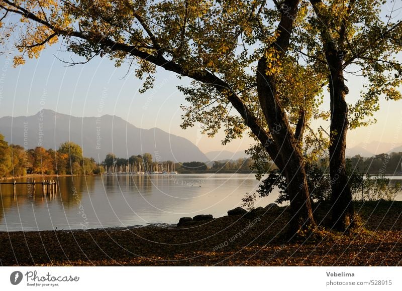 Ufer des Chiemsees Berge u. Gebirge Natur Wasser Herbst Schönes Wetter Baum Alpen Gipfel Seeufer blau braun grün rosa schwarz Einsamkeit übersee Chiemgau