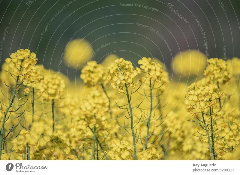 Rapsblüte in Schleswig Holstein Brassica napus Bestäubung durch Bienen Nutzpflanze Ölgewinnung Speiseöl Fremdbefruchtung Pflanzenöle Wildpflanze Kreuzblütler