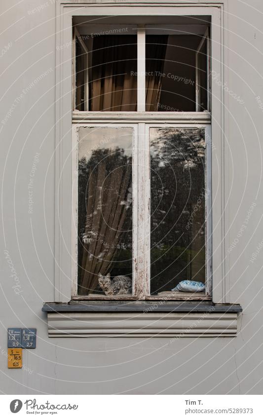 Katze am Fenster Berlin Mitte Berlin-Mitte Hauptstadt Stadt Stadtzentrum Großstadt Architektur Außenaufnahme Menschenleer Gebäude Bauwerk Tier Kater Deutschland