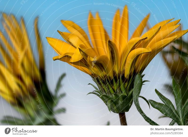 Blütenstände von Gazania rigens, Gazanie, Mittagsgold Blütenstand blühen aus Südafrika Sommerblume nicht frosthart Korbblütler Asteraceae menschenleer