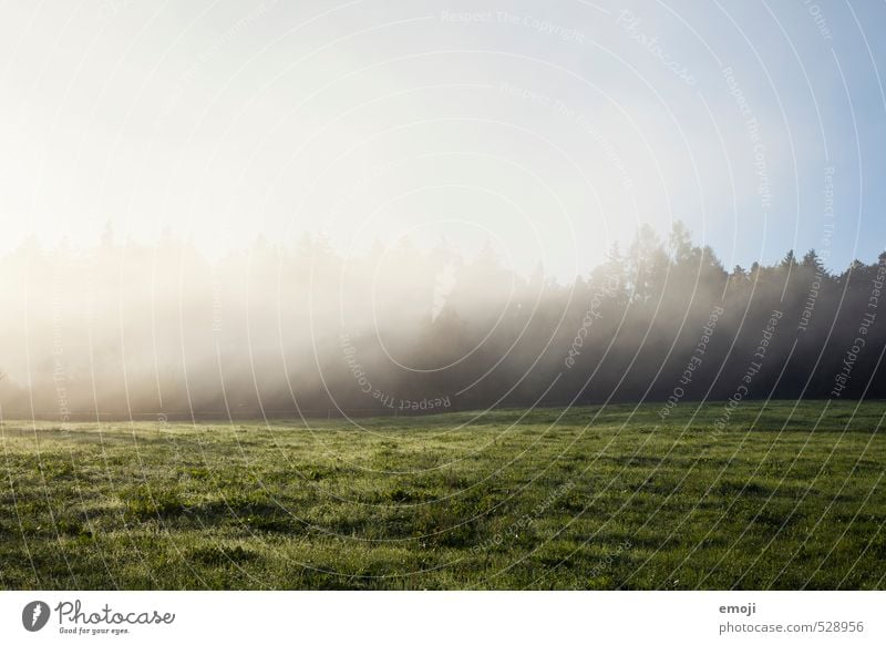 Nebelschleier Umwelt Natur Landschaft Herbst Schönes Wetter Feld kalt natürlich Farbfoto Außenaufnahme Menschenleer Textfreiraum oben Morgen Tag