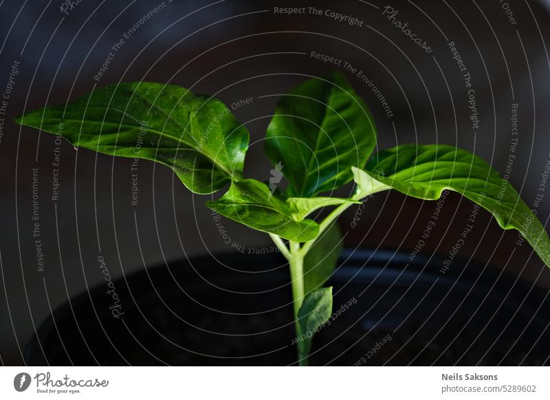 Paprikasetzling in einem Topf auf dunklem Hintergrund, Nahaufnahme Kultivierung Umwelt Blume Laubwerk Lebensmittel frisch Garten Gartenarbeit Gras grün wachsen