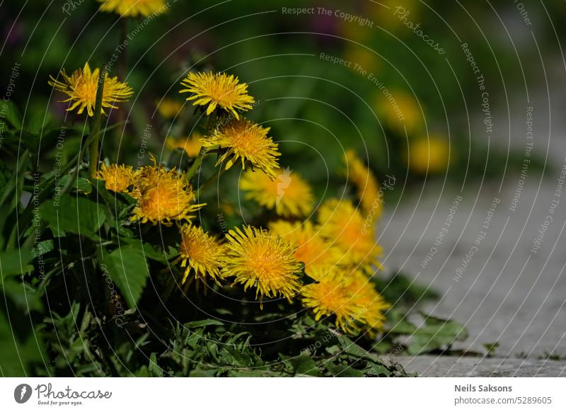 Gelbe Löwenzahnblüten Hintergrund schön Schönheit Blütezeit Nahaufnahme Farbe Feld Flora geblümt Blume Garten Gras grün Honigpflanzen Landschaft Blatt Wiese