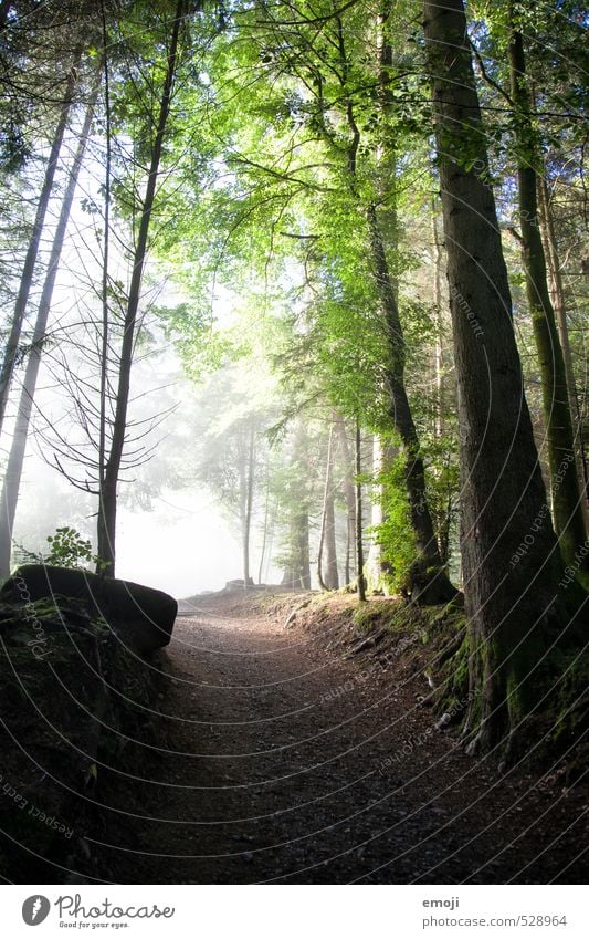 ins Licht Umwelt Natur Landschaft Nebel Baum Wald natürlich grün Farbfoto Außenaufnahme Menschenleer Tag Weitwinkel