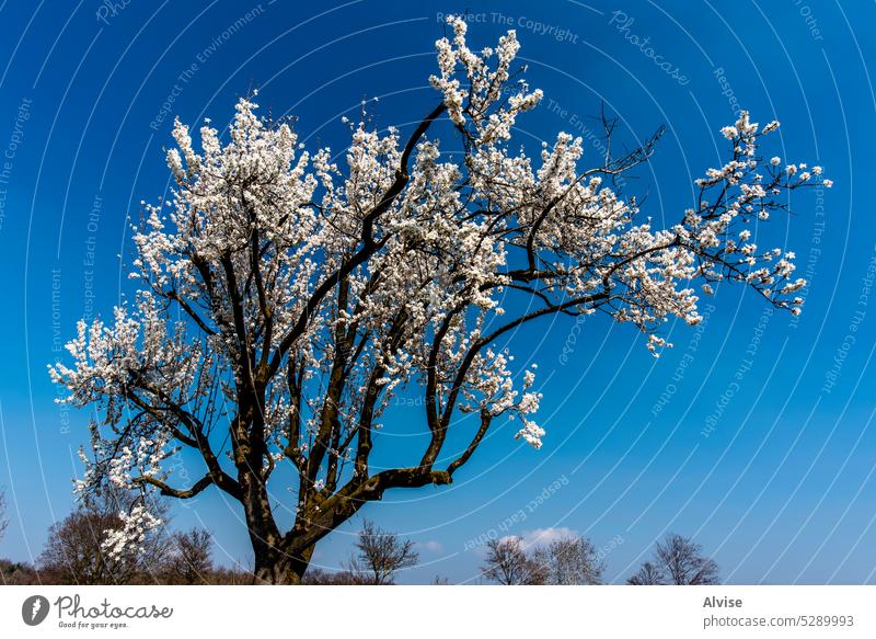 2023 03 05 Lonigo blühender Baum 1 Frühling Natur Blütezeit rosa geblümt Überstrahlung Weinberg Mandel natürlich Saison Schönheit Hintergrund Pflanze Flora