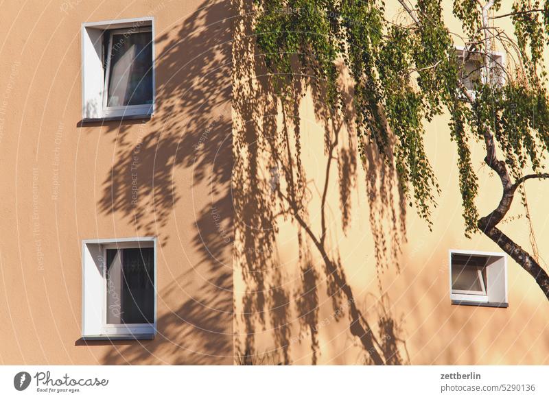 Eckhaus mit Birke eckhaus ecke wohnhaus wohnen tägliches leben urban verwaltung vorstadt tourismus szenerie städtereise stadtbezirk straßenfotografie