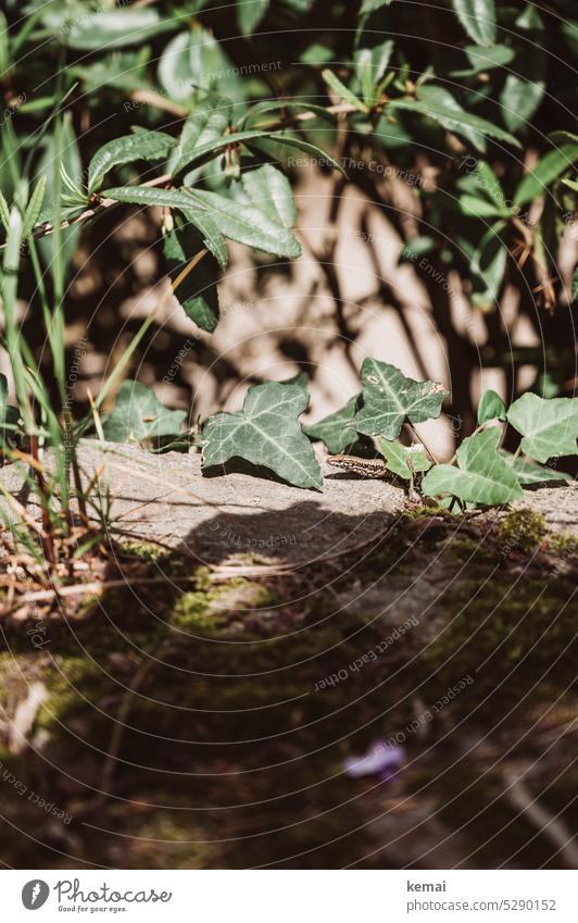 Mainfux | Eidechse und Efeu auf einer Mauer Sonnen Sonnenlicht Wärme warm sitzen schauen grün braun Tier Wildtier Reptilien Schatten Licht Moos