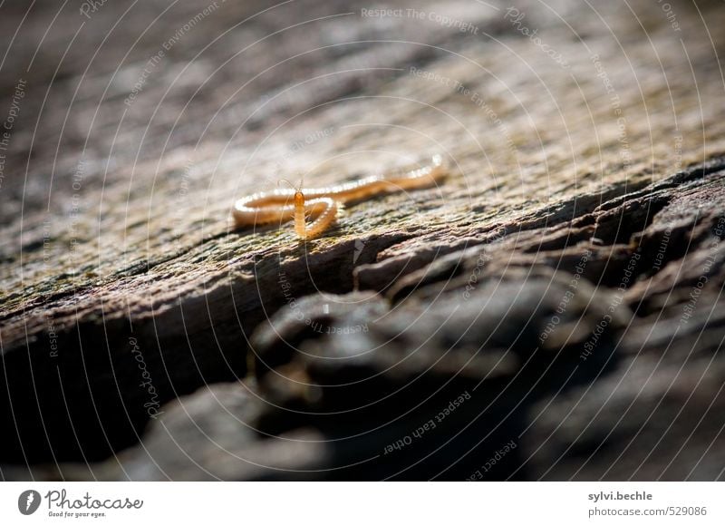 Winzling Umwelt Natur Tier Schönes Wetter Baum Wildtier Wurm 1 beobachten Bewegung laufen Blick klein Neugier braun gelb standhaft Interesse Baumrinde Baumstamm