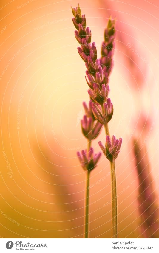 Lavendel als Makro Foto. Farben rosa, orange, lila. Nahaufnahme im Garten. Außenaufnahme Macro sommerlich Sommer Frühling Blume Blüte Natur Pflanze Blühend