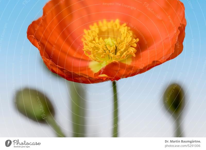 Papaver nudicaule, Islandmohn, Blüte und Knospen Mohn Isländischer Mohn blühen orangefarbig Blütenblätter Staubblätter Staude kurzlebig Nahaufnahme Mohngewächse