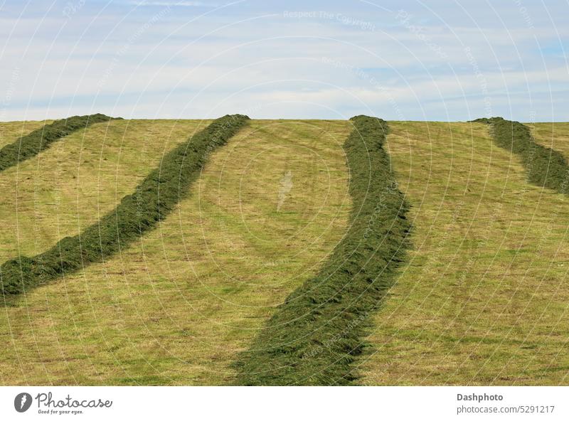 Geschnittenes Gras beim Trocknen auf einem Bauernhof Feld Feldgras Ackerbau grün braun Pflanze Ernte Landwirtschaft Gemäht Hügel hügelig Steigung Himmel blau