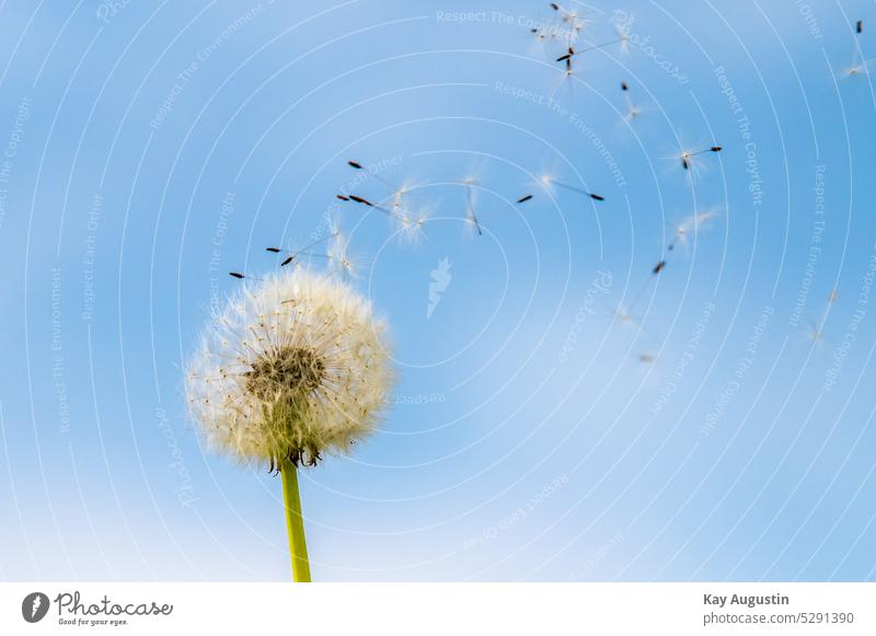 Flugsamen der Pusteblume Sylt Makroaufnahme Nahaufnahme Detailaufnahme Schwache Tiefenschärfe Frühling Natur Pflanze Löwenzahn Blüte Wildpflanze Leichtigkeit