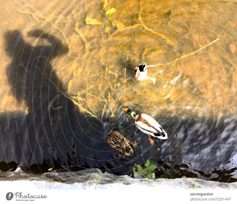 [MainFux 2023] Entenhausen Schatten Teich Natur oben unten Wasser Sommer heiß Mauer Ufer tauchen fotografieren Frau See Außenaufnahme Farbfoto Tier Tag