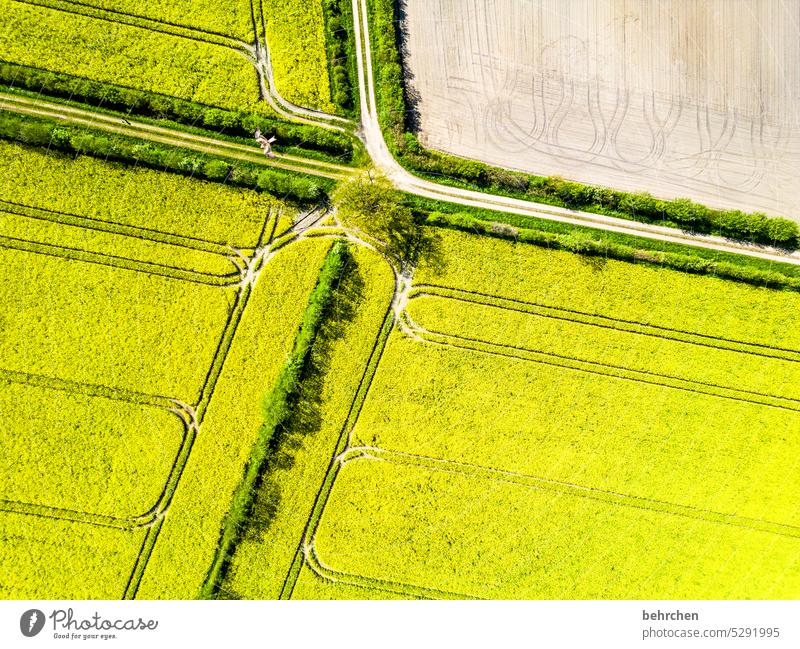 abgefahren | spuren hinterlassend grün Natur Blühend Pflanze Blüte Nutzpflanze Rapsanbau Rapsblüte gelb zartes Grün Frühling Vogelperspektive von oben Drohne