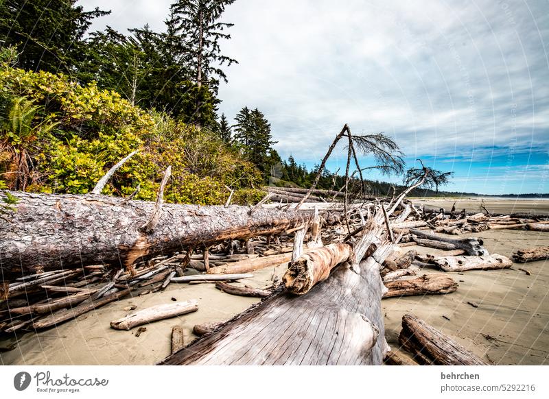 sammlung | strandgut Strandgut Bäume Holz Landschaft Wolken Natur Küste weite Fernweh Himmel Außenaufnahme Meer Ferien & Urlaub & Reisen Ferne Einsamkeit Wasser