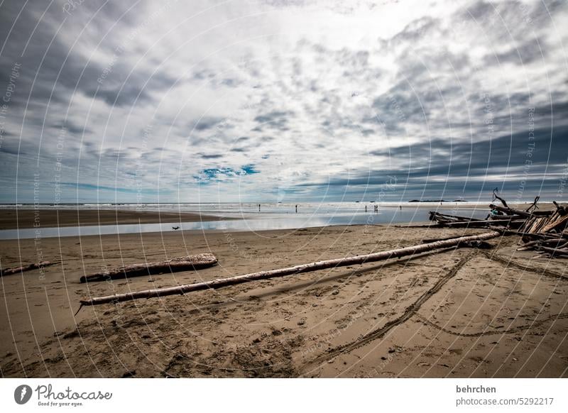 treibholz Strand Landschaft Wolken Natur Freiheit Küste weite Fernweh Himmel Meer Idylle Sehnsucht Wasser außergewöhnlich Ferne Einsamkeit fantastisch besonders