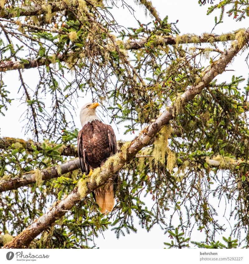 schönheit Bäume Wildtier Vogel außergewöhnlich Freiheit Schnabel fliegen fantastisch Farbfoto Natur Federn Menschenleer Außenaufnahme Äste und Zweige