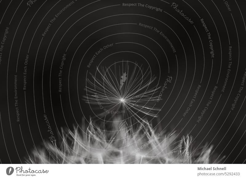 Pusteblume Pusteblumefähnchen Pusteblumenfähnchen pusteblumen Pusteblumenschirmchen Achänen Schirmflieger Löwenzahn Pflanze Makroaufnahme Samen
