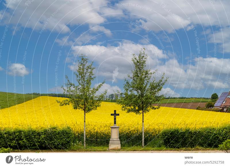 Ein Feldkreuz zwischen zwei Bäumen vor einem gelb blühenden Rapsfeld unter blauem Himmel in den westlichen Wäldern bei Augsburg blüht Schmuttertal Biotop