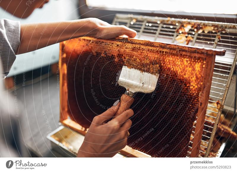 Honigproduktion. Arbeiten im Bienenhaus. Honigwaben aus dem Bienenstock. Erntezeit im Bienenstock. Imkerei als Hobby. Landwirtschaftliche Produktion Liebling