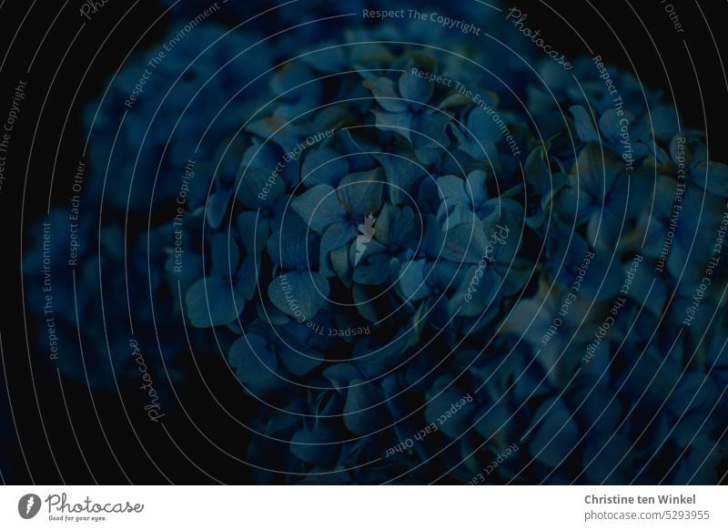 Hortensienblüte in der Dämmerung low key dunkel Hydrangea Pflanze blühende Hortensie Blühend Sommer Natur natürlich Außenaufnahme schön Hortensienliebe