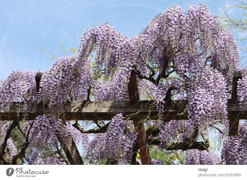 3300 | Blauregen-Blüten an einer Pergola | Mainfux-UT Wistarie Wisterie Glyzine Glycine Glycinie Farboideae Schmetterlingsblütler Fabaceae Hülsenfrüchtler