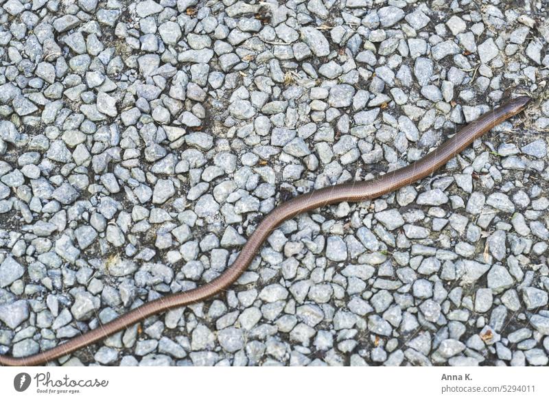 Eine Blindschleiche schlängelt sich über den Kies und sonnt sich auf den warmen Steinen anguis fragilis Reptil Echsen Echsenart Tier Natur heimisch beobachten