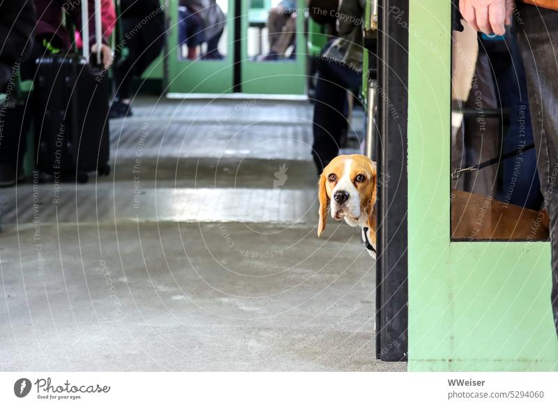 Der junge Beagle fährt mit Herrchen im Vaporetto und schaut skeptisch um die Ecke Haustier Hund Fahren öffentlich Transport Boot Schiff Fähre unterwegs