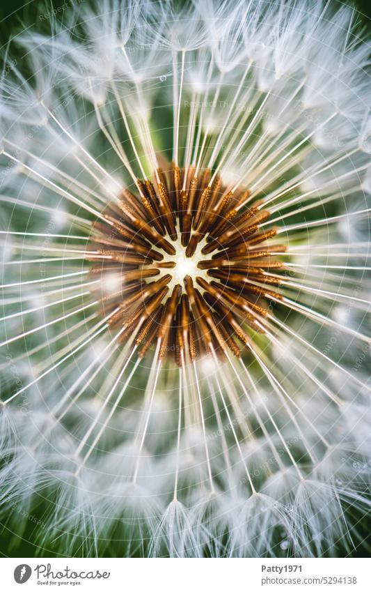 Makroaufnahme eines Löwenzahn mit schwacher Tiefenschärfe Pusteblume Pflanze Detailaufnahme Schwache Tiefenschärfe Frühling Nahaufnahme zart Leichtigkeit weich